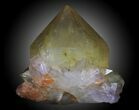 Golden Cactus Quartz Crystal - South Africa #33918-1